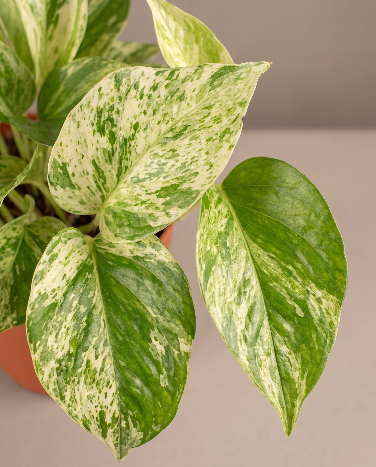 Marble Queen pothos leaves, close-up