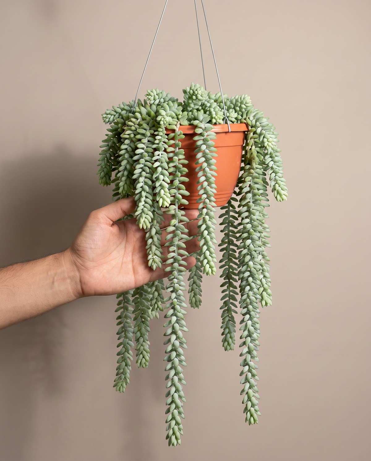Donkey tail in a hanging basket, hand for scale