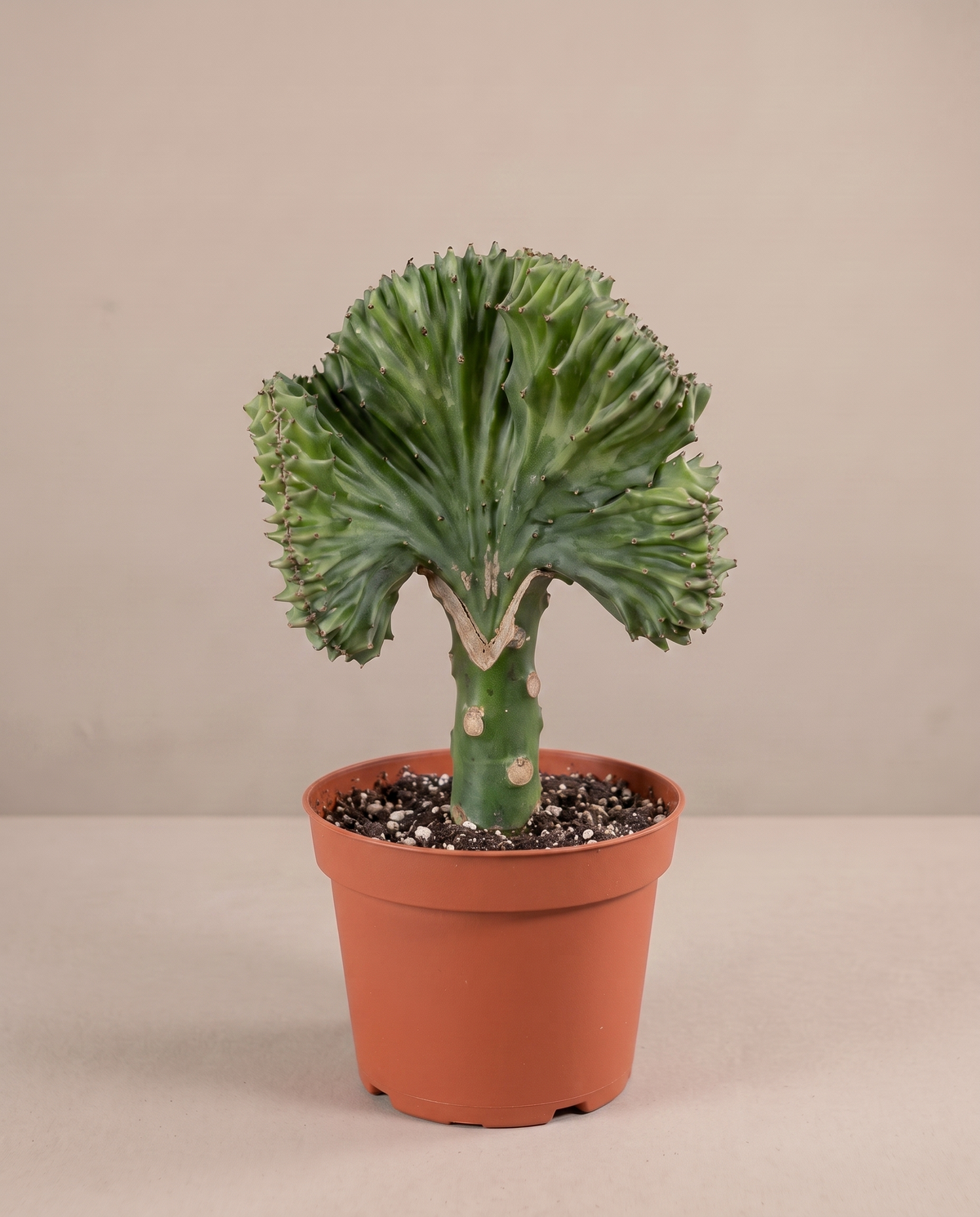 Crested cactus in a grow pot, three-quarter