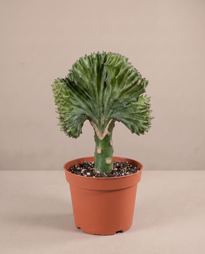 Crested cactus in a grow pot, three-quarter