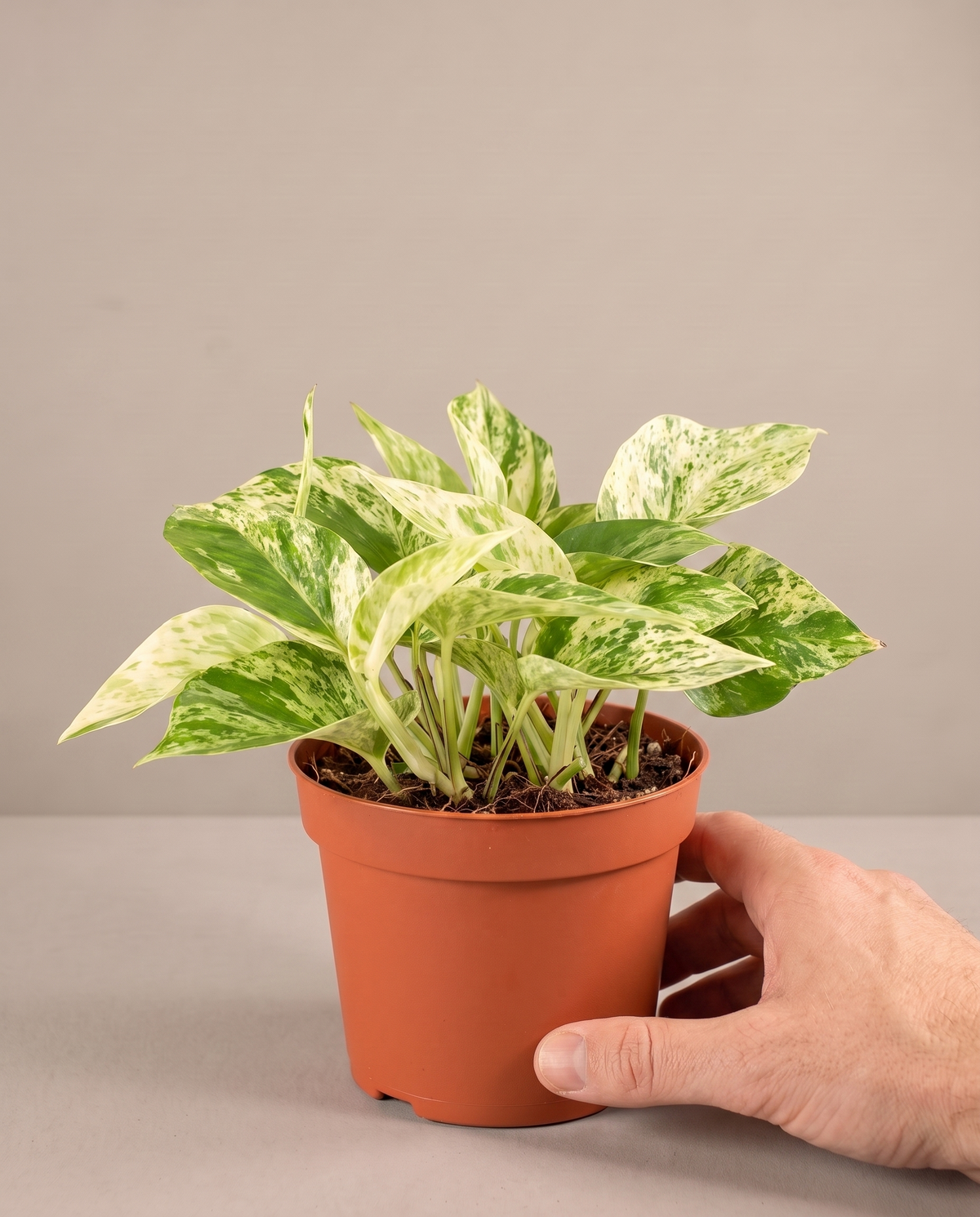 Marble Queen pothos in a grow pot, hand for scale, Small