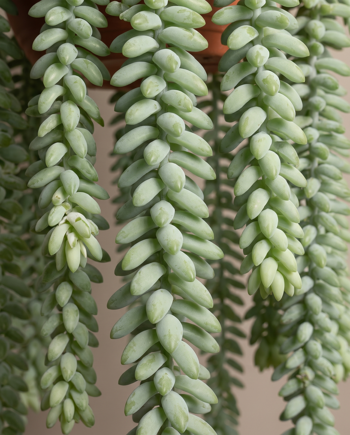 Donkey tail beads, close-up