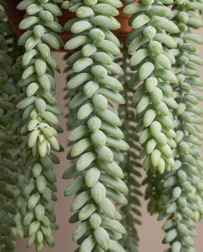 Donkey tail beads, close-up