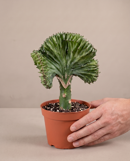 Crested cactus in a grow pot, hand for scale