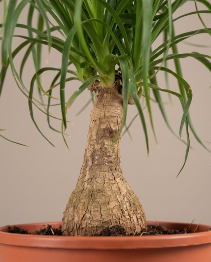 Ponytail palm caudex and leaves, close-up