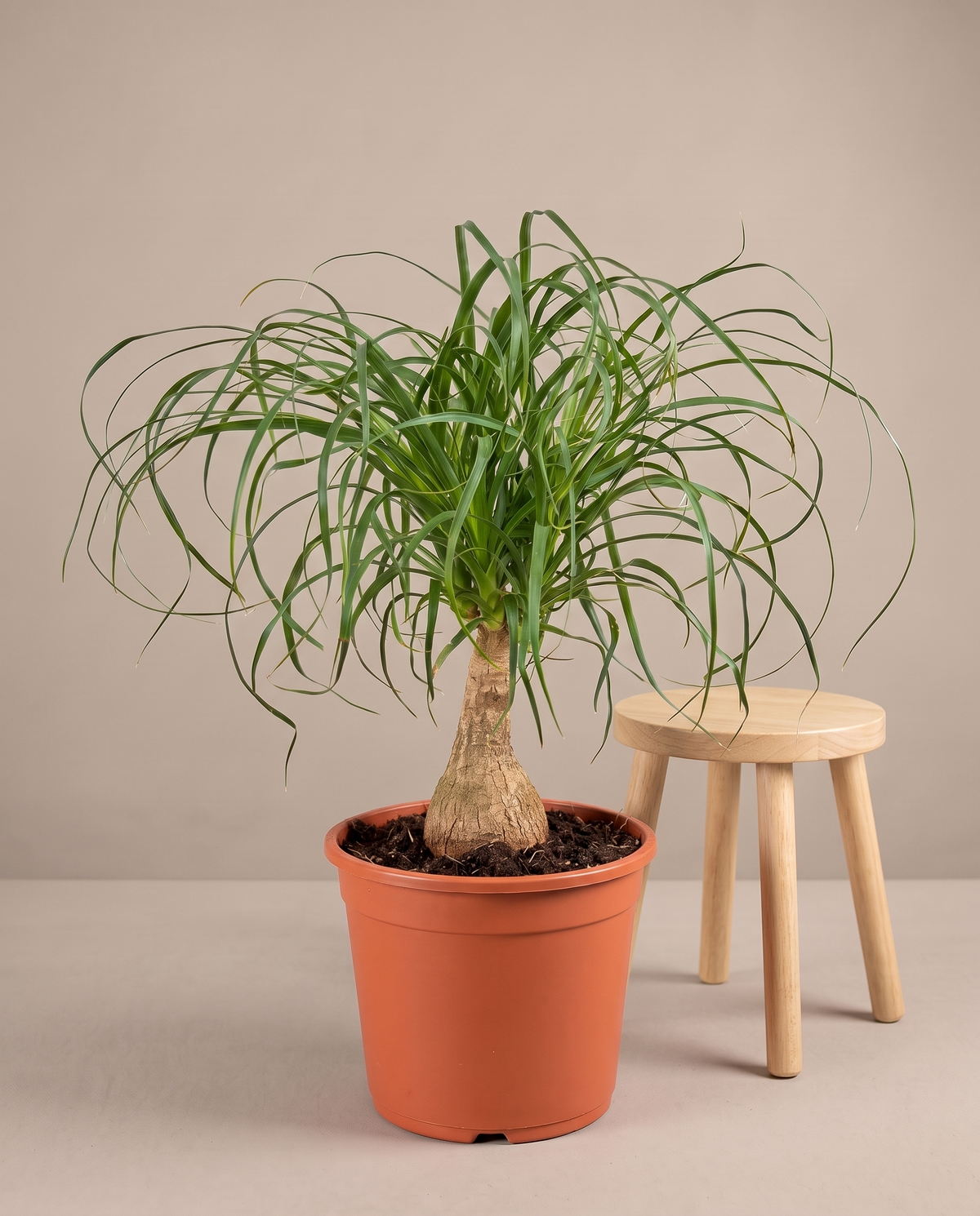 Ponytail palm in a grow pot, furniture for scale, Large