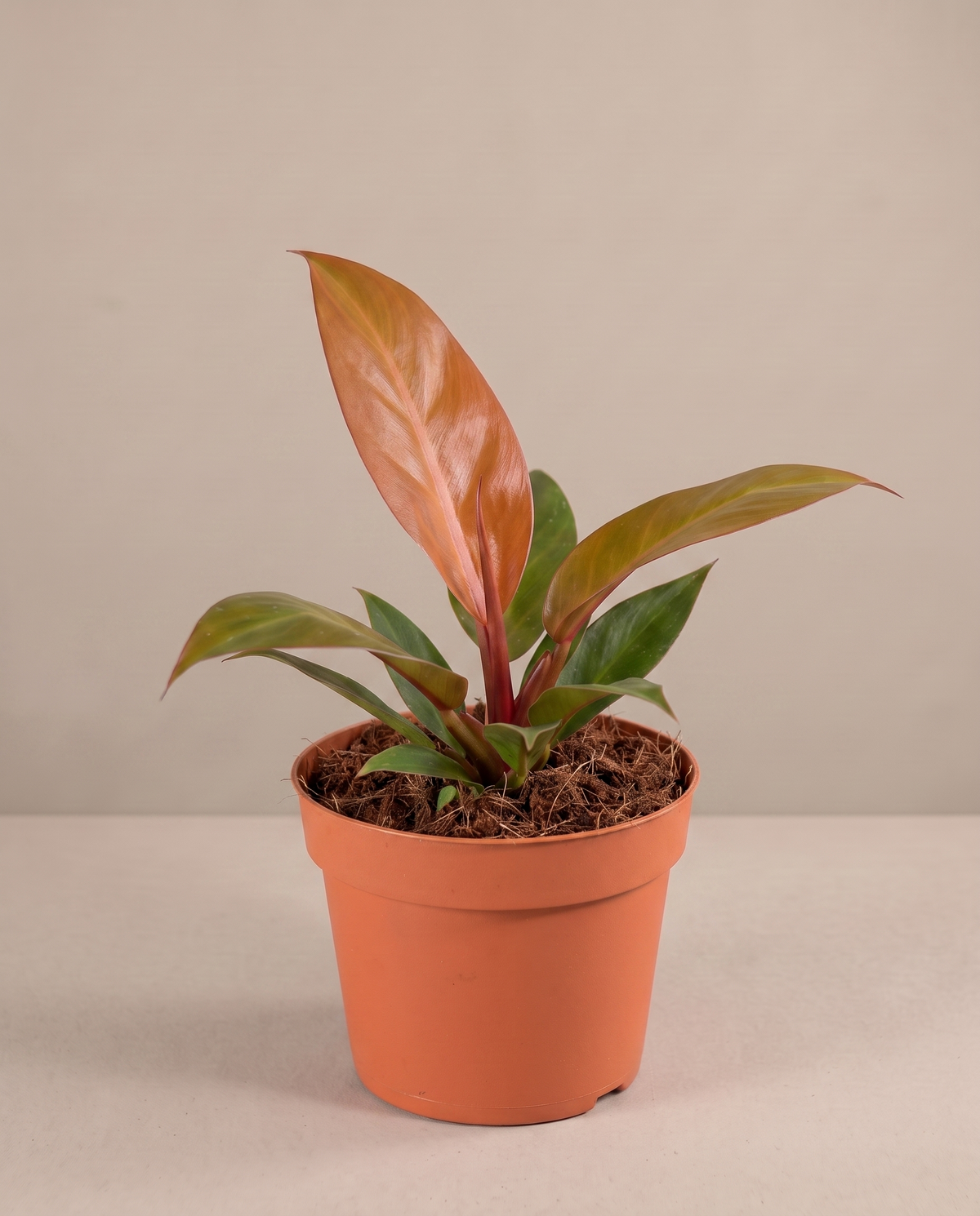 Philodendron Orange in a grow pot, three-quarter, Medium