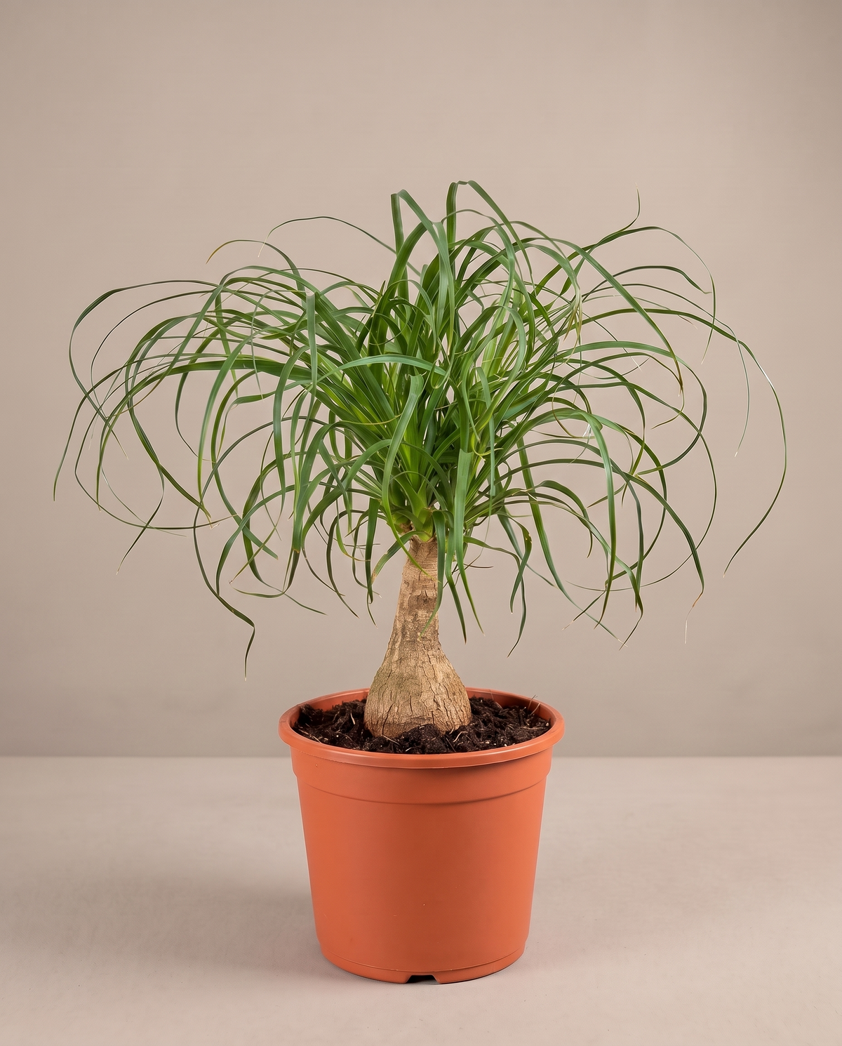 Ponytail palm in a grow pot, three-quarter, Large