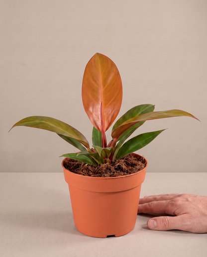 Philodendron Orange in a grow pot, hand for scale, Medium