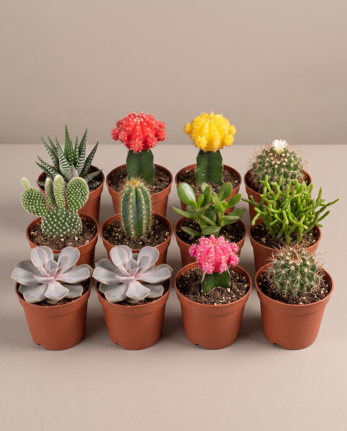 Succulent kit 12-pack in grow pots, front studio