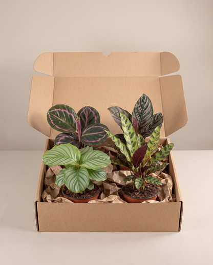 Calathea 4-pack as it ships