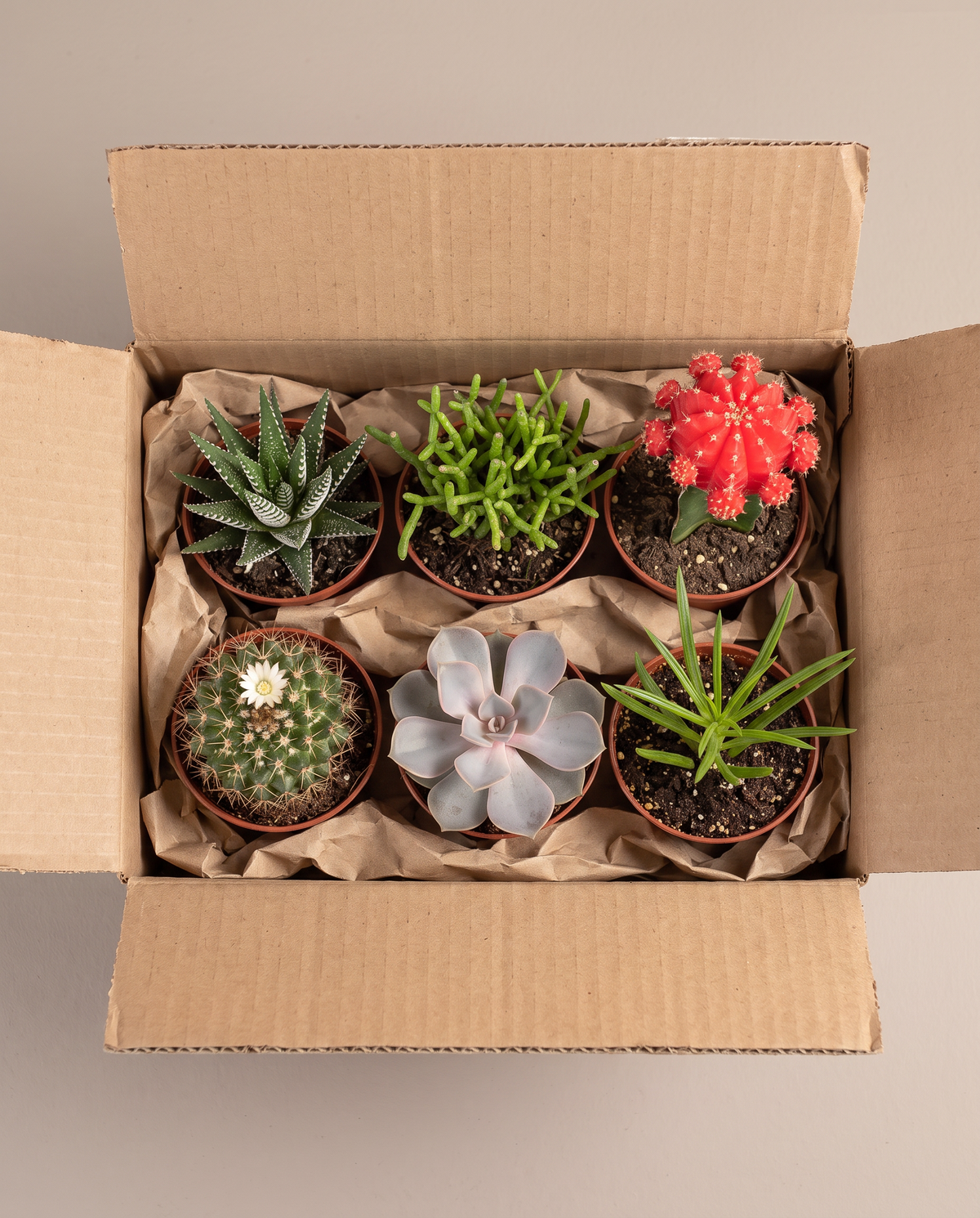 Succulent kit 6-pack as it ships