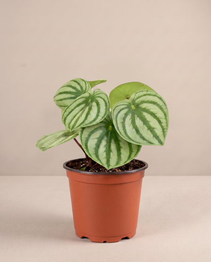 Watermelon Peperomia in a grow pot, front studio, Small