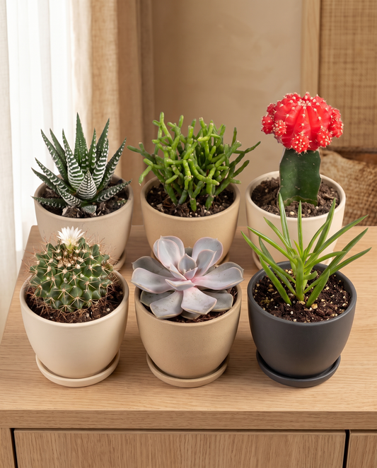 Succulent kit 6-pack in decorative ceramics, ceramics not included