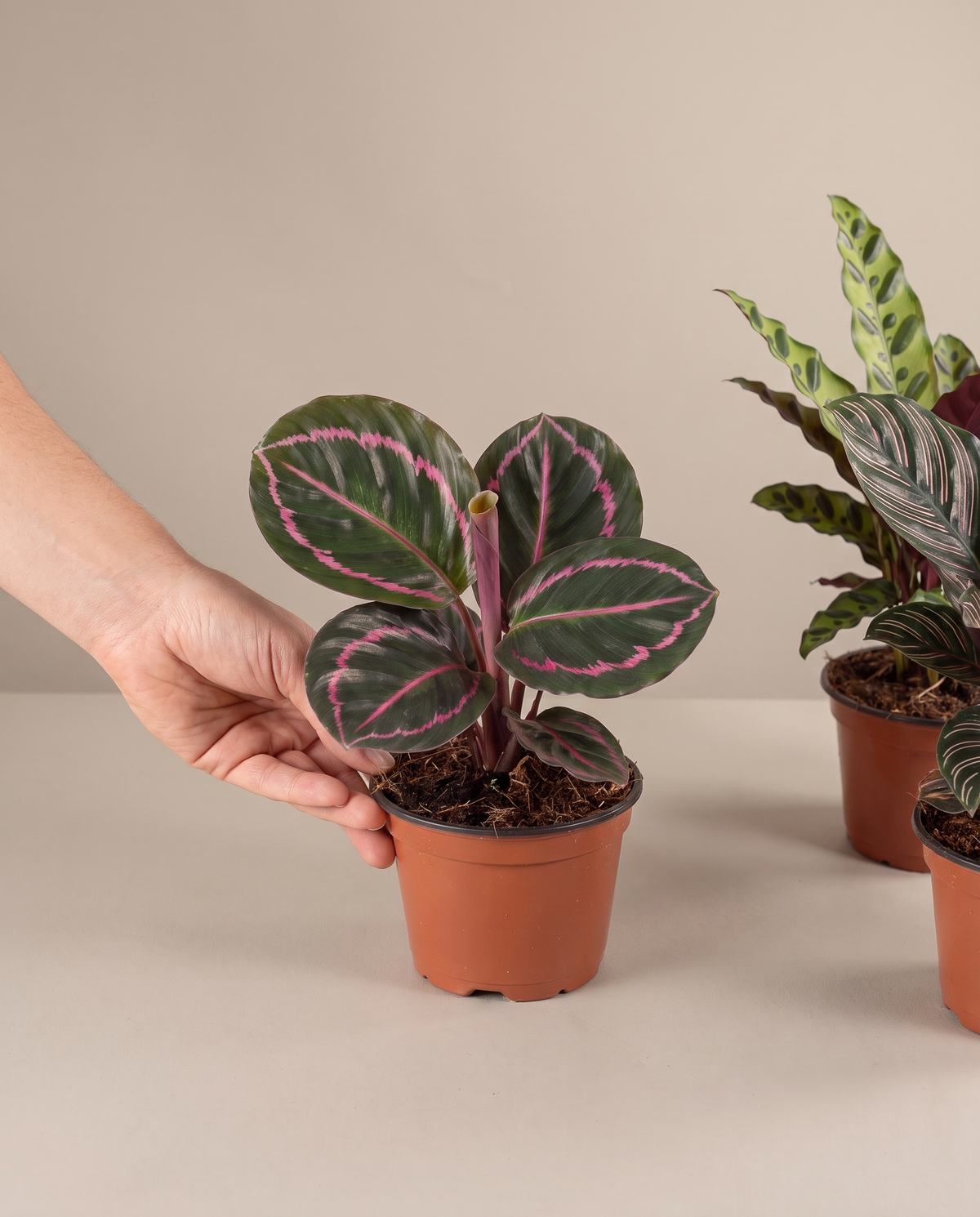 Calathea in a grow pot, hand for scale