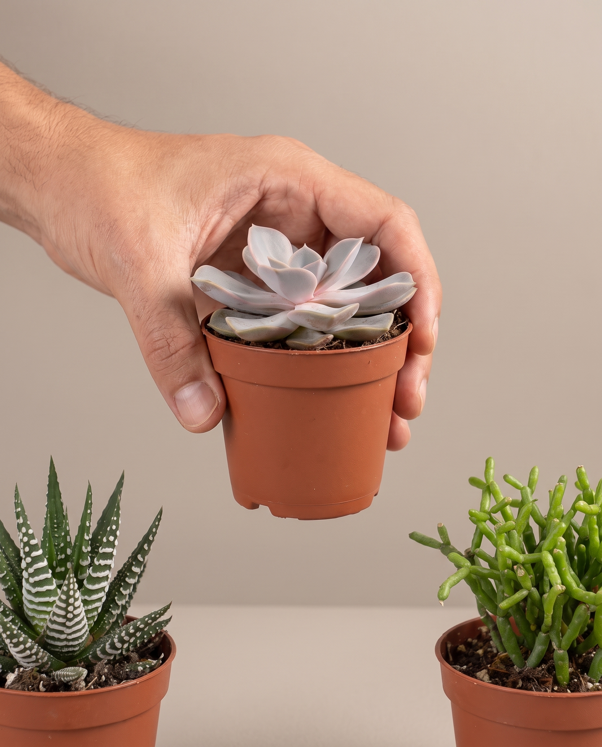 Succulent kit in a grow pot, hand for scale