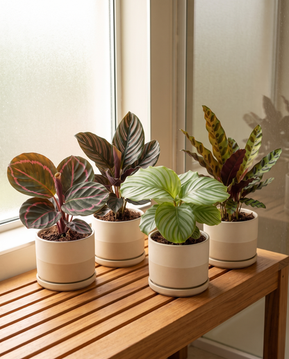 Calathea 4-pack in decorative ceramics, ceramics not included