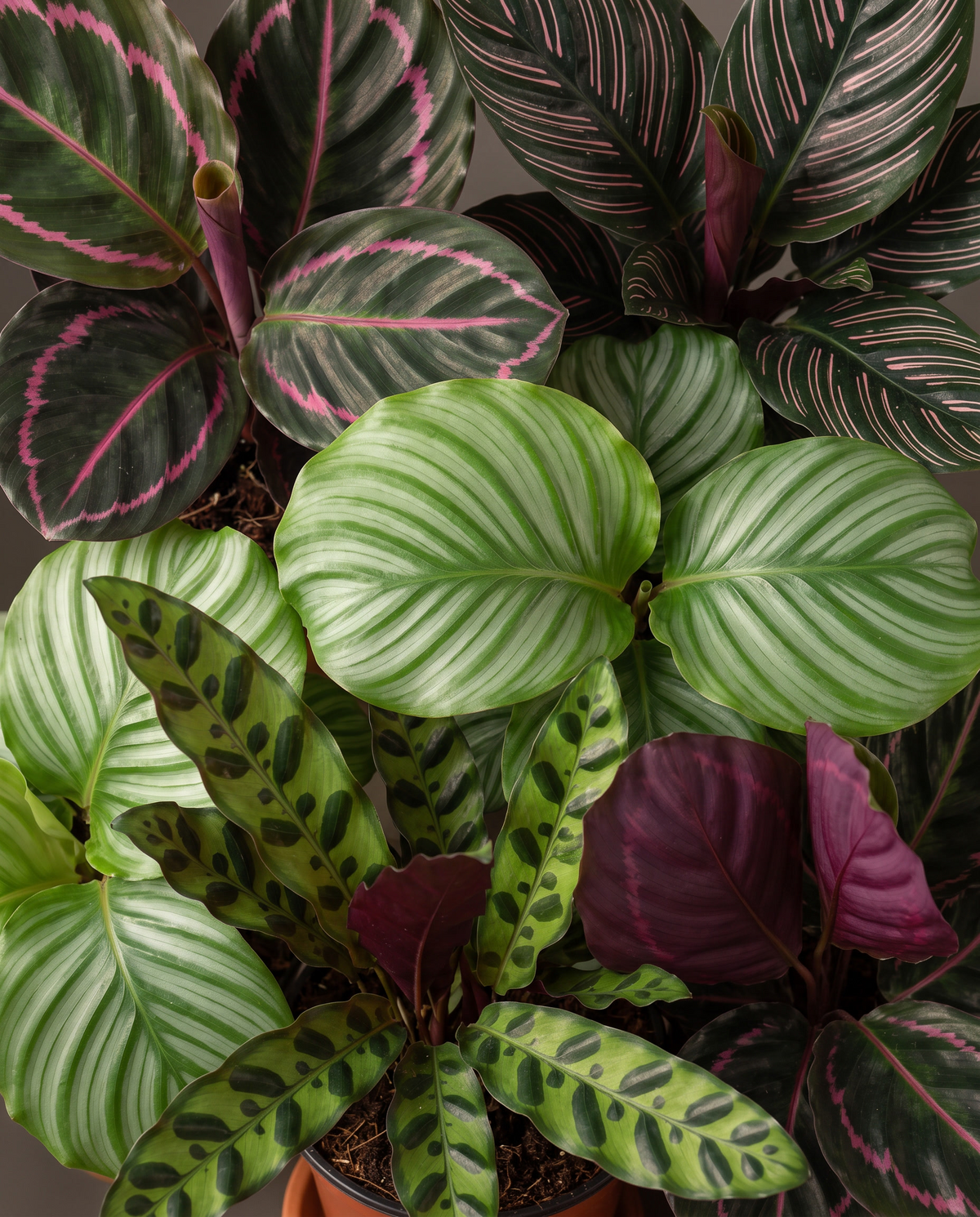 Calathea mix, close-up
