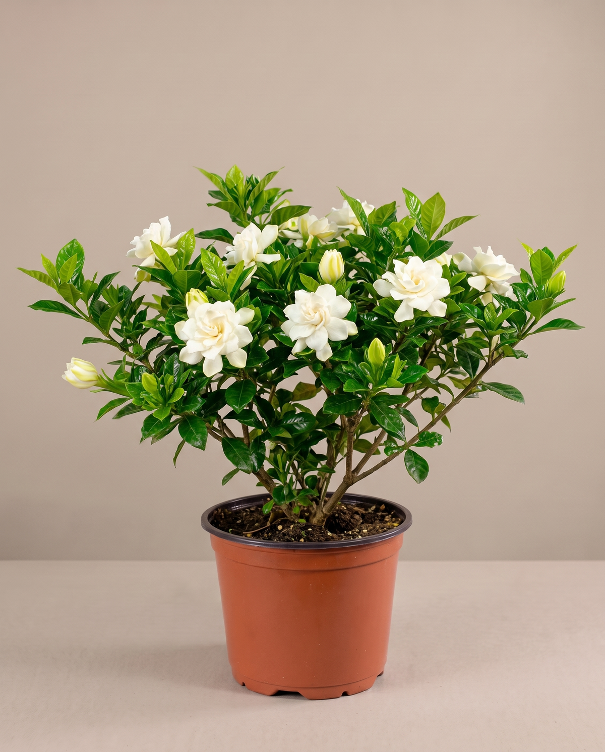 Gardenia in a grow pot, front studio, Large
