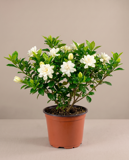 Gardenia in a grow pot, front studio, Large
