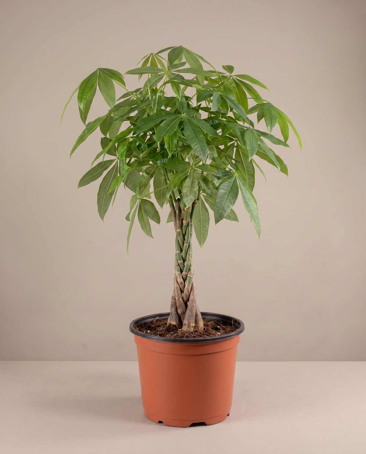 Money Tree in a grow pot, three-quarter, Extra large