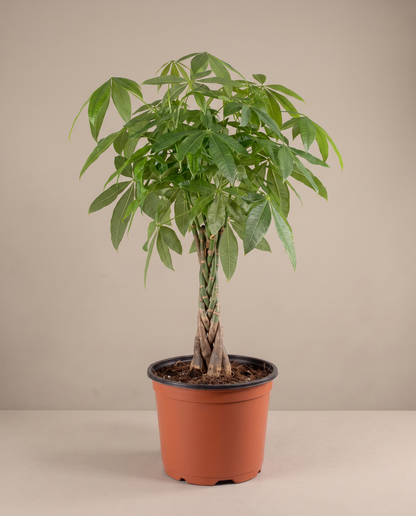 Money Tree in a grow pot, three-quarter, Extra large