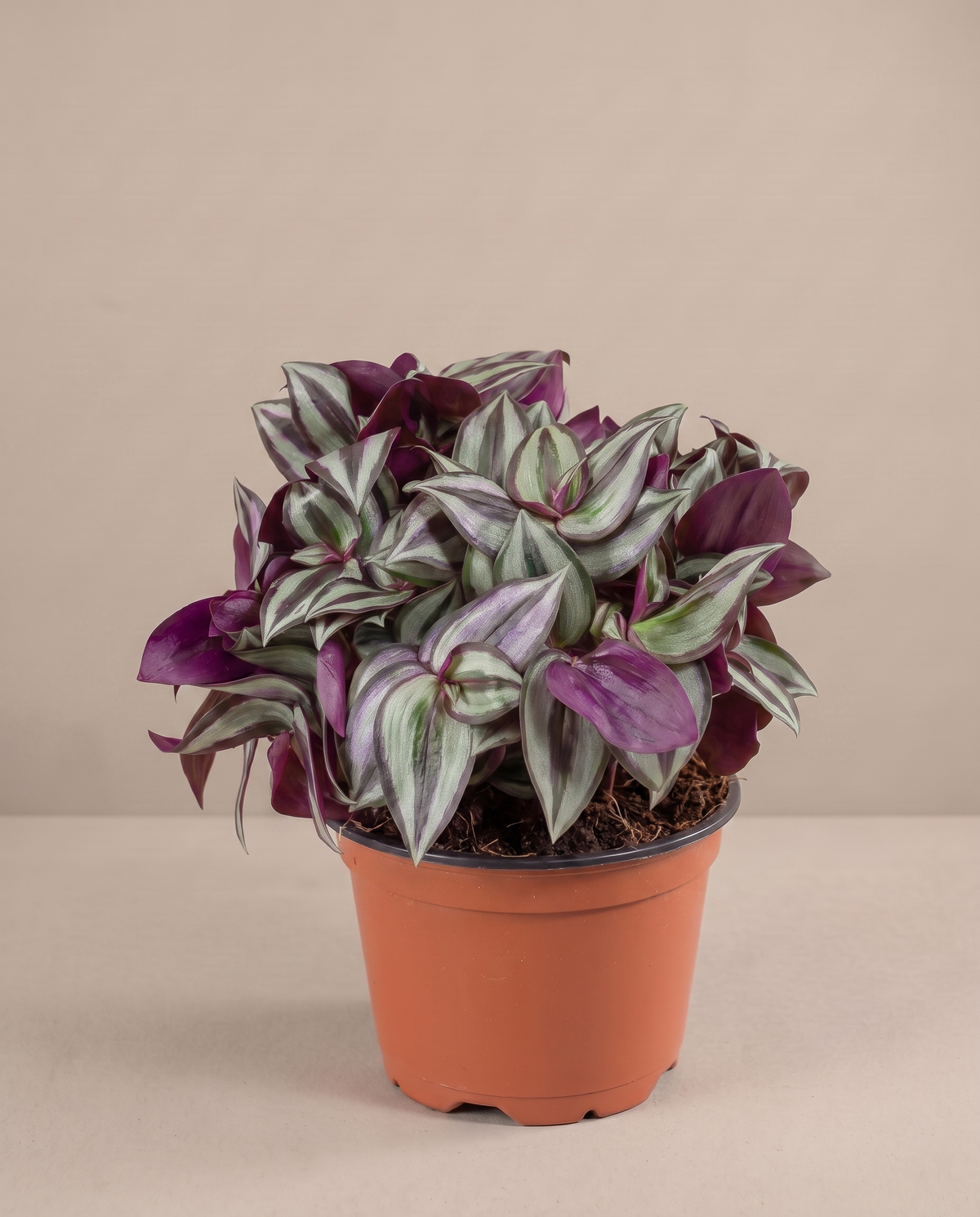 Tradescantia in a grow pot, three-quarter, Small