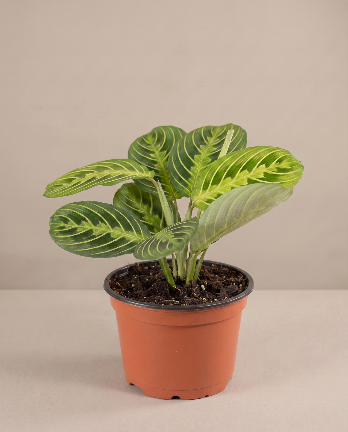 Prayer Plant Lime in a grow pot, three-quarter, Small