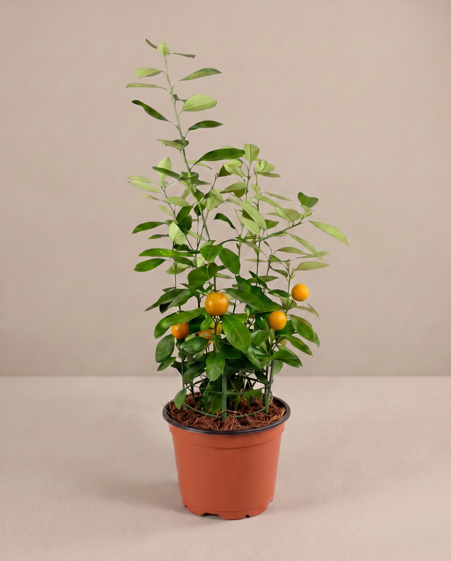 Calamondin in a grow pot, three-quarter, Medium