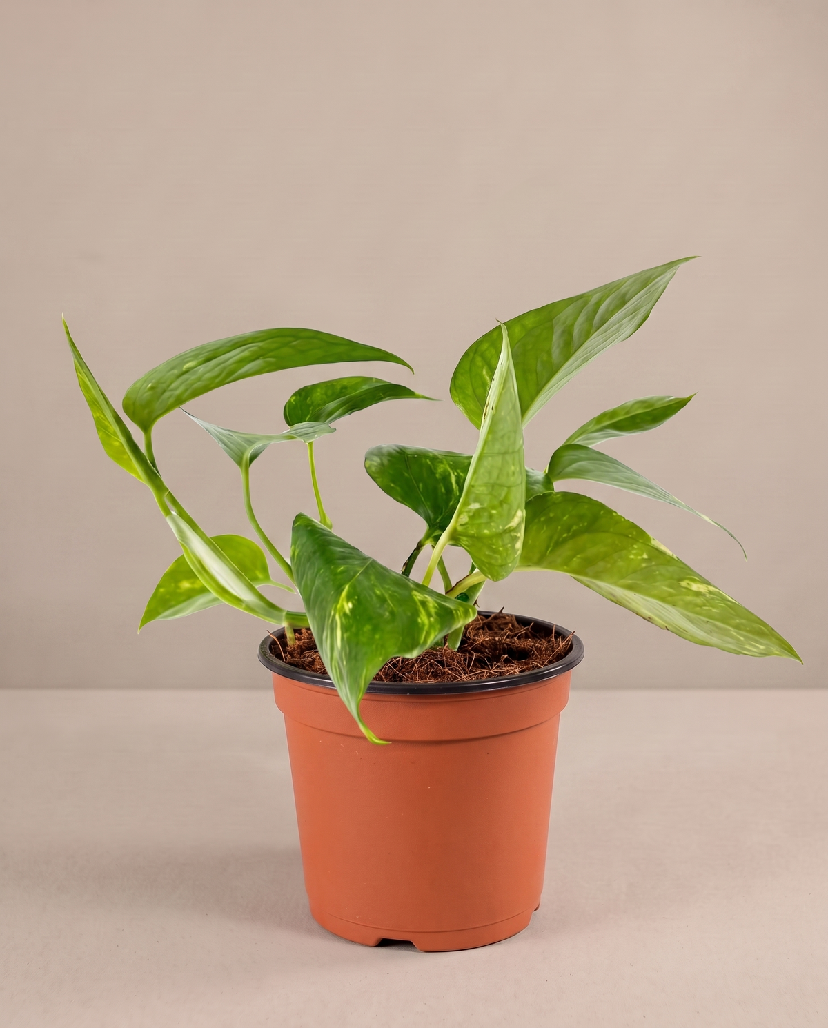 Golden Pothos in a grow pot, three-quarter, Medium