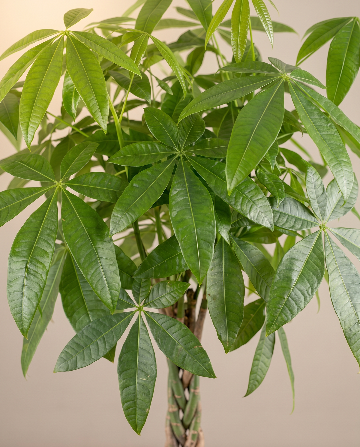 Money Tree leaves, close-up