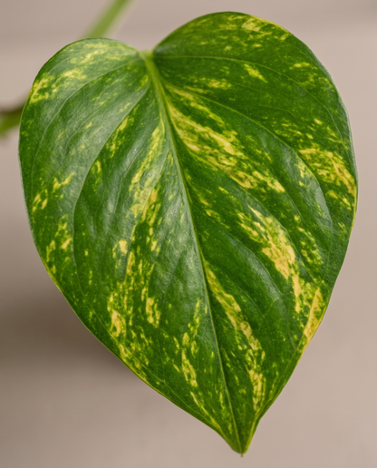 Golden Pothos leaf, close-up