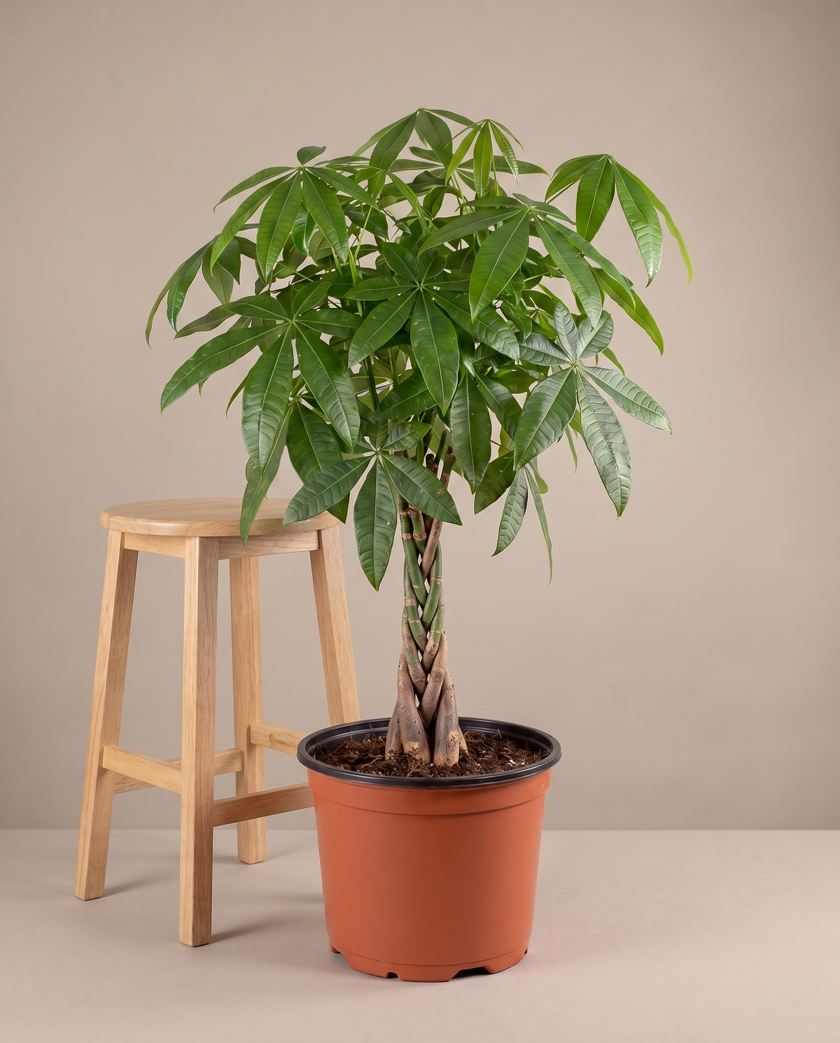 Money Tree in a grow pot, furniture for scale, Extra large