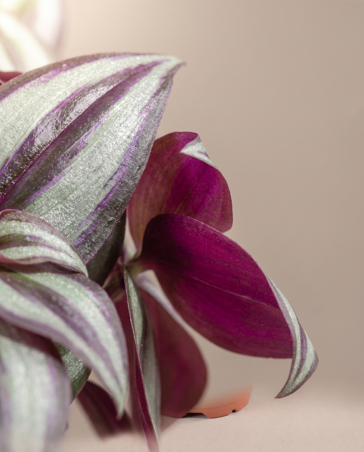 Tradescantia leaf, close-up