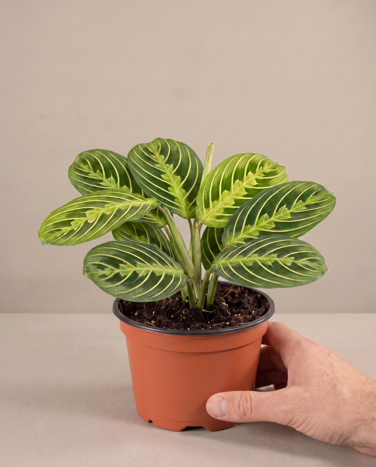 Prayer Plant Lime in a grow pot, hand for scale, Small
