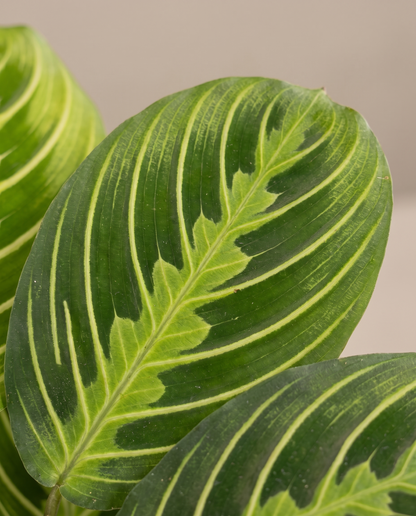 Prayer Plant Lime leaf, close-up