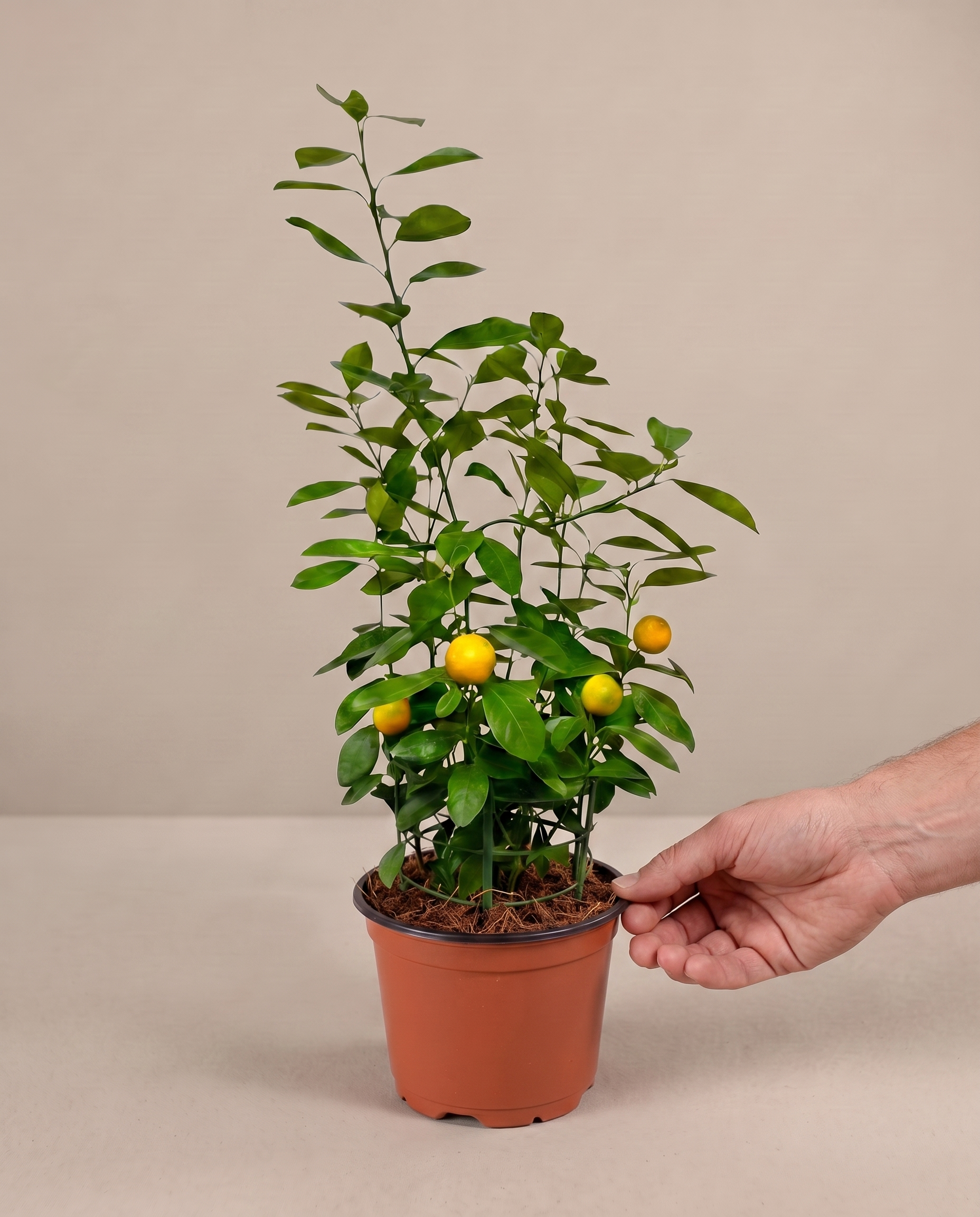 Calamondin in a grow pot, hand for scale, Medium