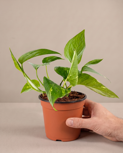 Golden Pothos in a grow pot, hand for scale, Medium