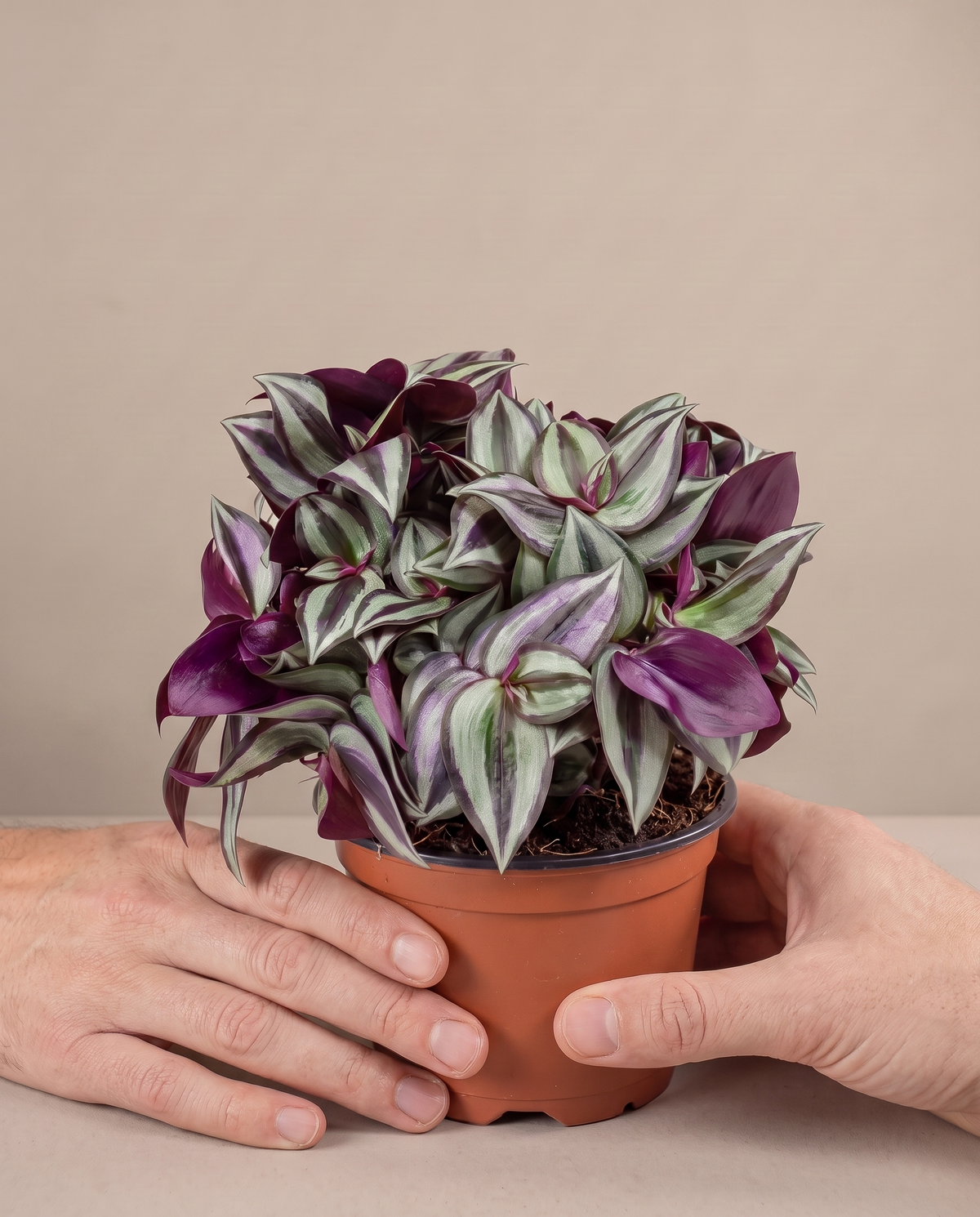 Tradescantia in a grow pot, hand for scale, Small