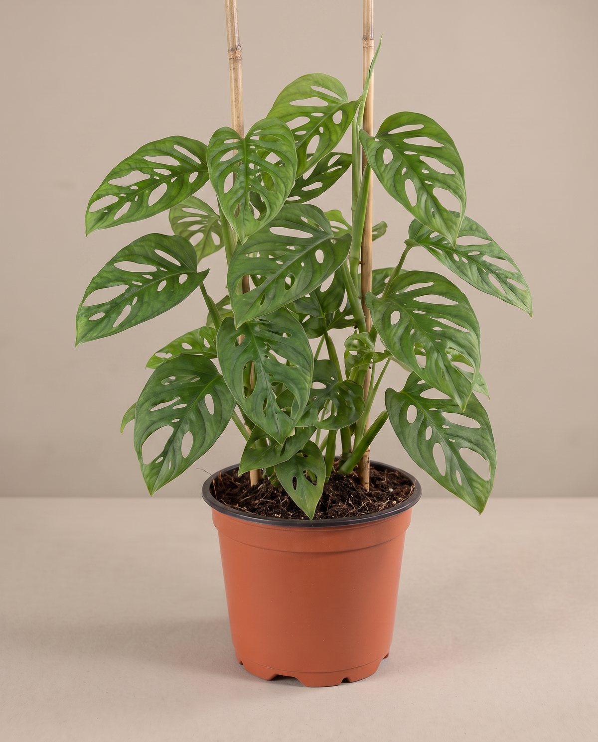 Swiss cheese vine in a grow pot, front studio, Large