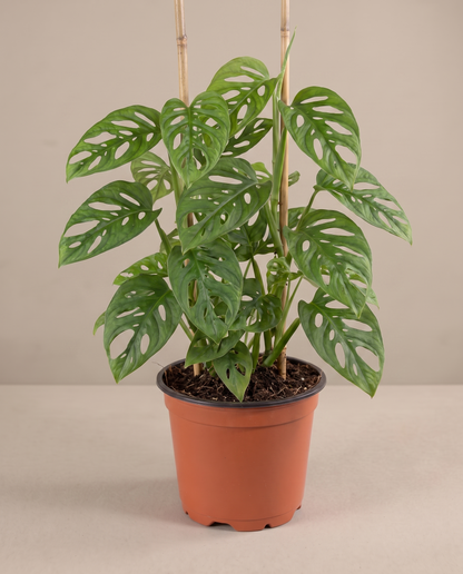 Swiss cheese vine in a grow pot, front studio, Large
