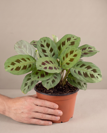Prayer plant in a grow pot, hand for scale, Medium
