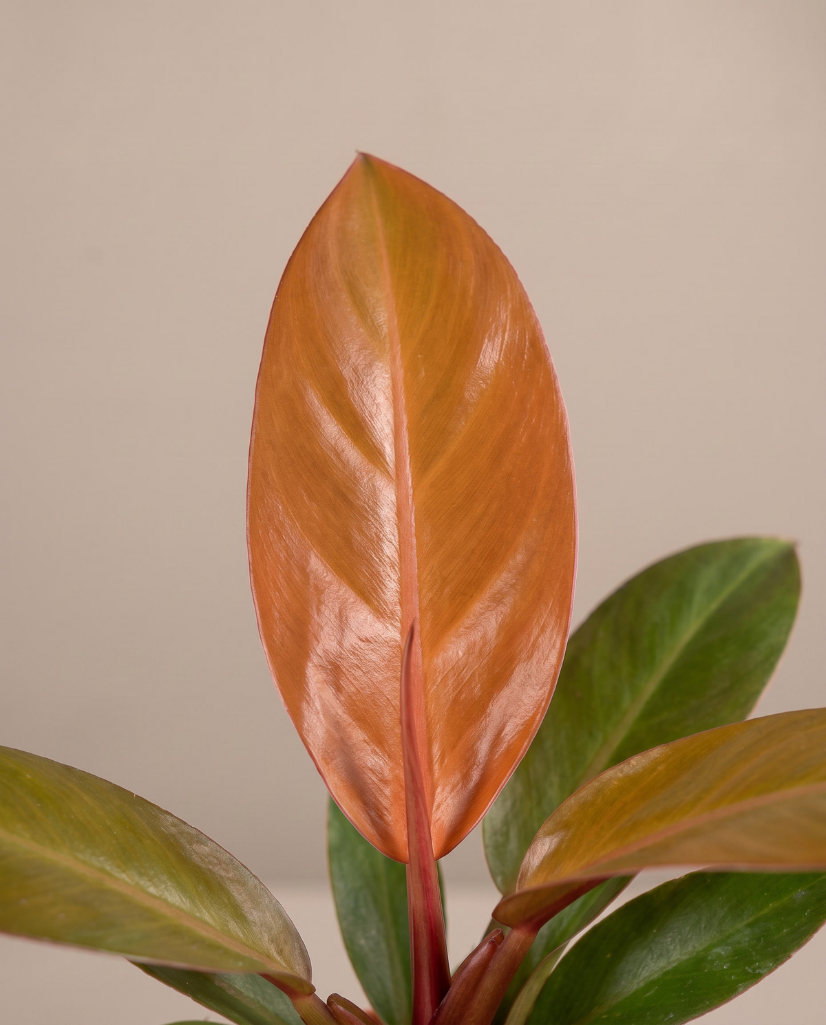 Philodendron Orange leaves, close-up