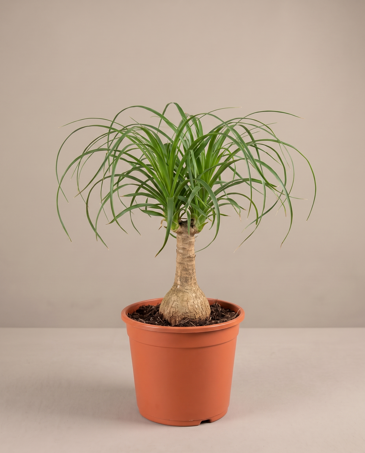 Ponytail palm in a grow pot, front studio, Medium