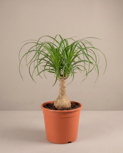 Ponytail palm in a grow pot, front studio, Medium