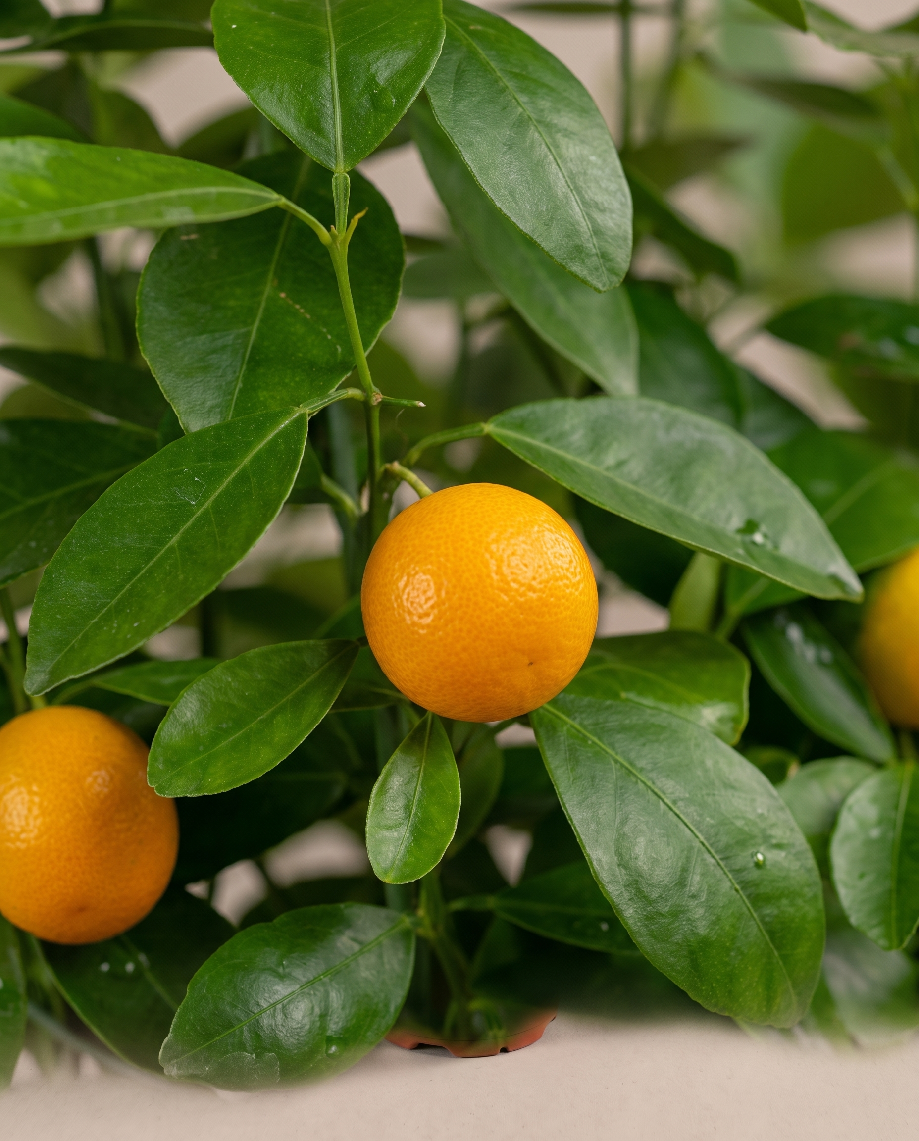 Calamondin fruit, close-up