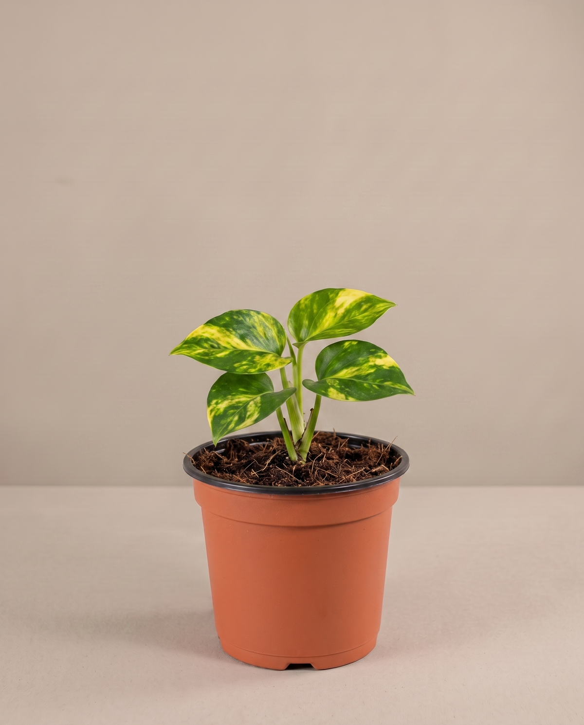 Golden Pothos in a grow pot, front studio, Small