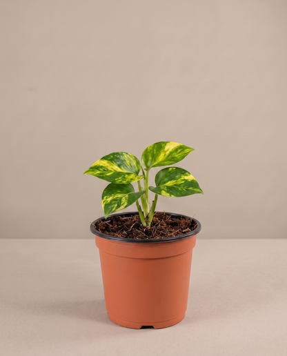 Golden Pothos in a grow pot, front studio, Small