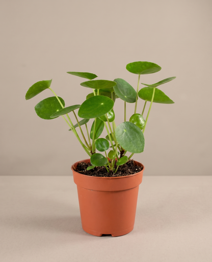 Pilea in a grow pot, front studio, Small