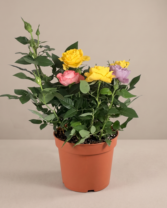 Mini rose in a grow pot, front studio, Small